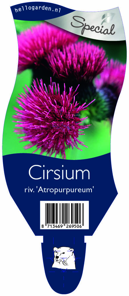 Cirsium riv. 'Atropurpureum' ; P11
