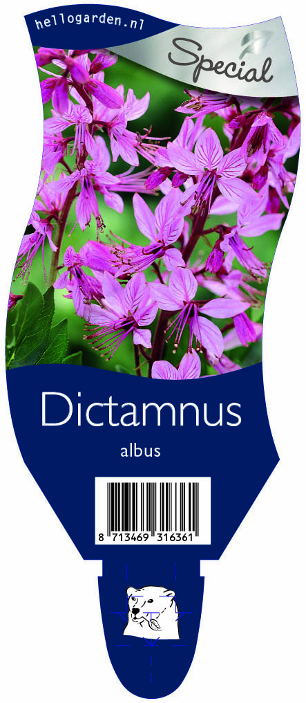 Dictamnus albus ; P11