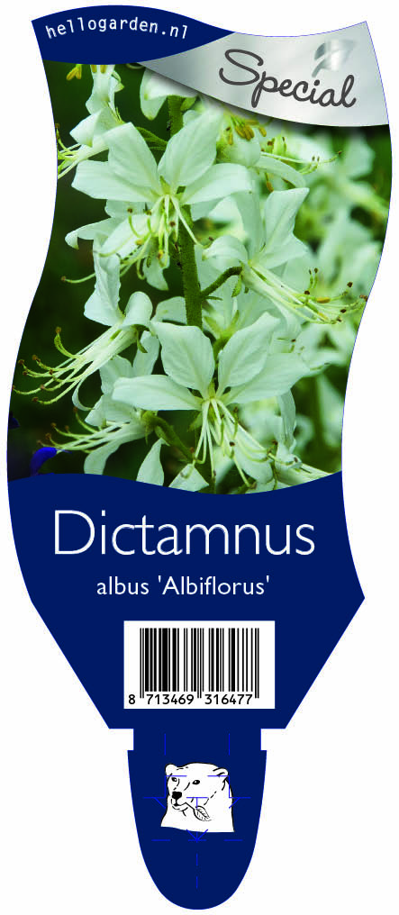 Dictamnus albus 'Albiflorus' ; P11