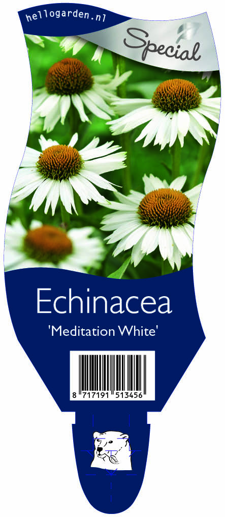 Echinacea 'Meditation White' ; P11