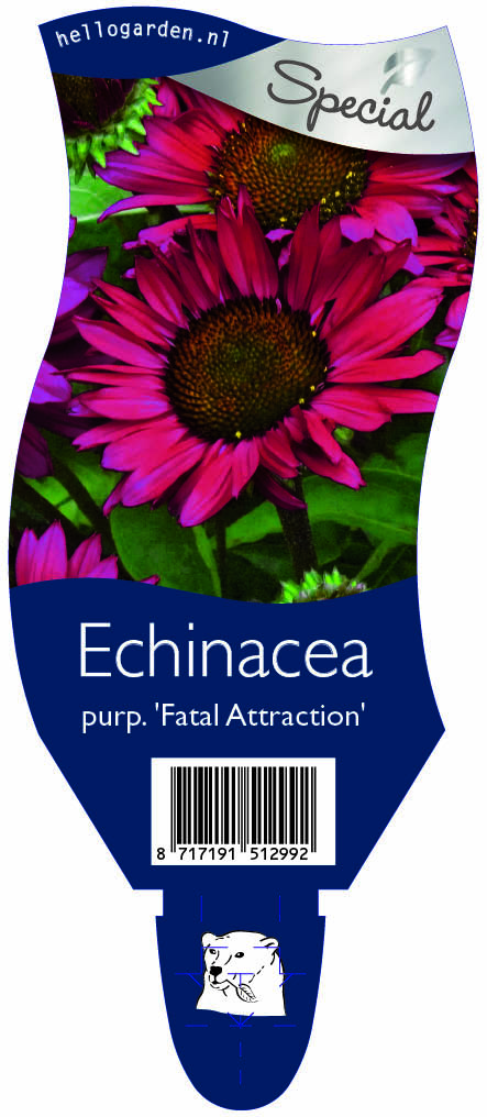 Echinacea purp. 'Fatal Attraction' ; P11