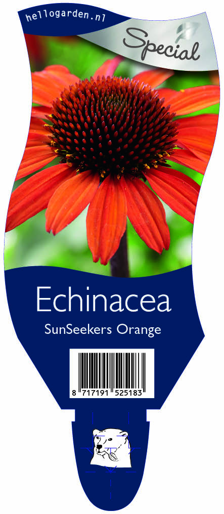 Echinacea SunSeekers Orange ; P11