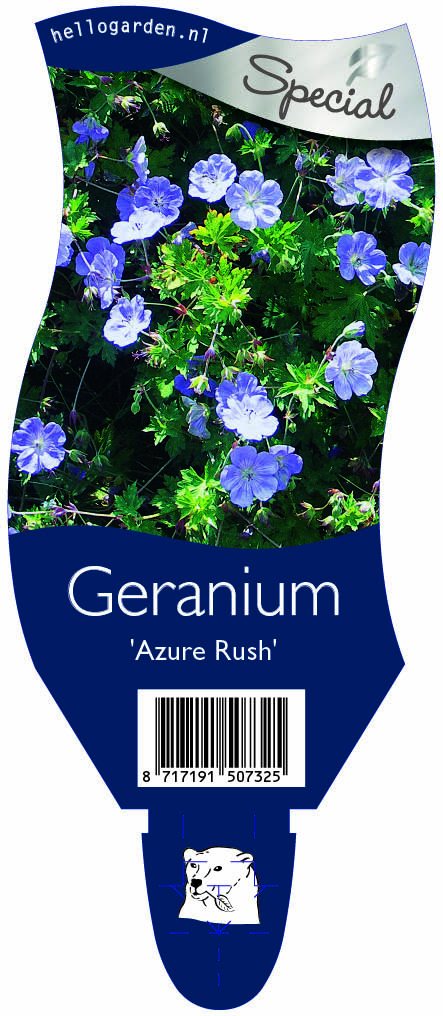 Geranium 'Azure Rush' ; P11