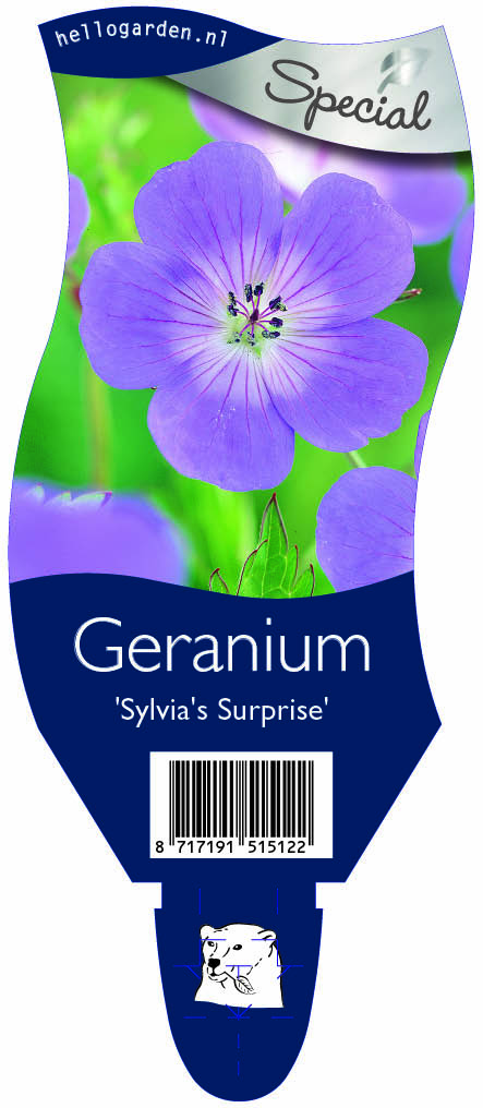Geranium 'Sylvia's Surprise' ; P11