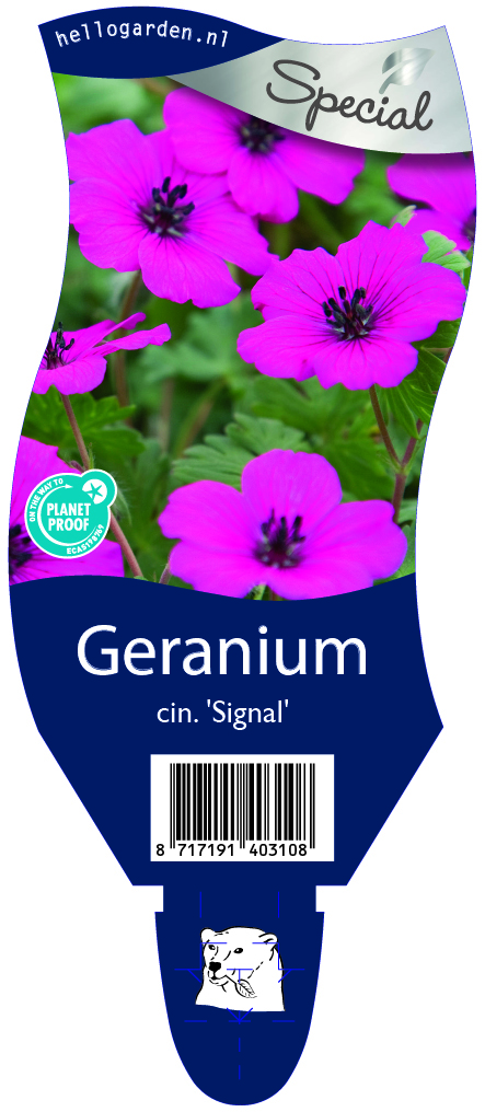 Geranium cin. 'Signal' ; P11