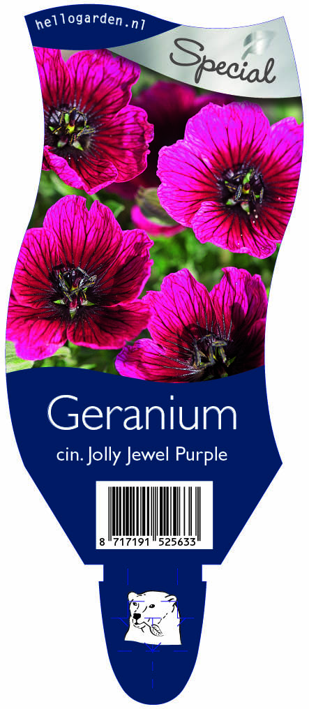 Geranium cin. Jolly Jewel Purple ; P11