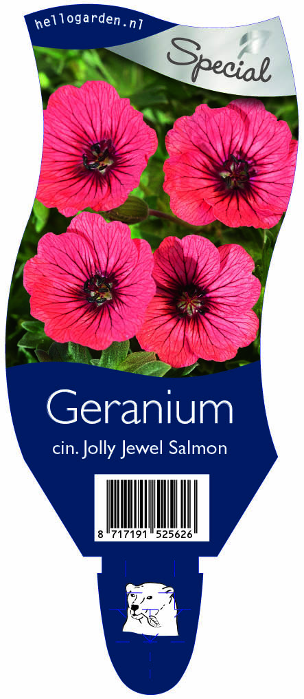 Geranium cin. Jolly Jewel Salmon ; P11