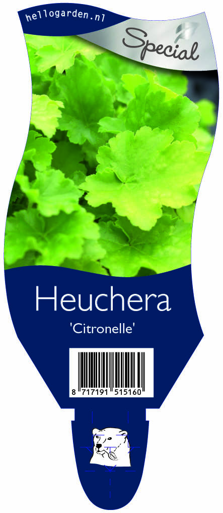 Heuchera 'Citronelle' ; P11