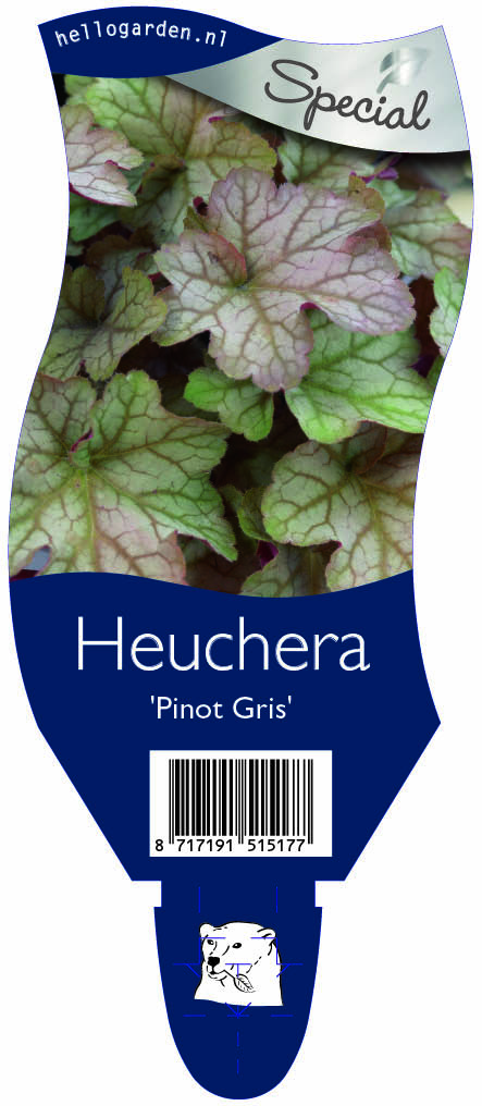 Heuchera 'Pinot Gris' ; P11