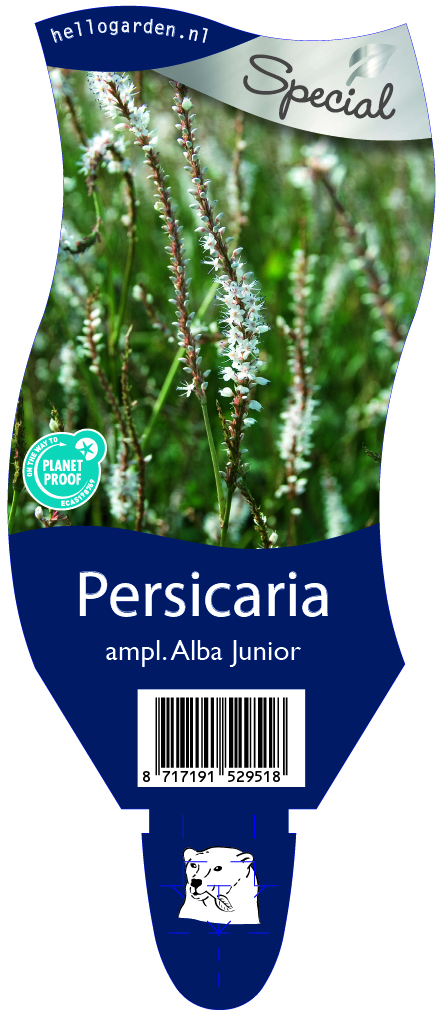 Persicaria ampl. Alba Junior ; P11