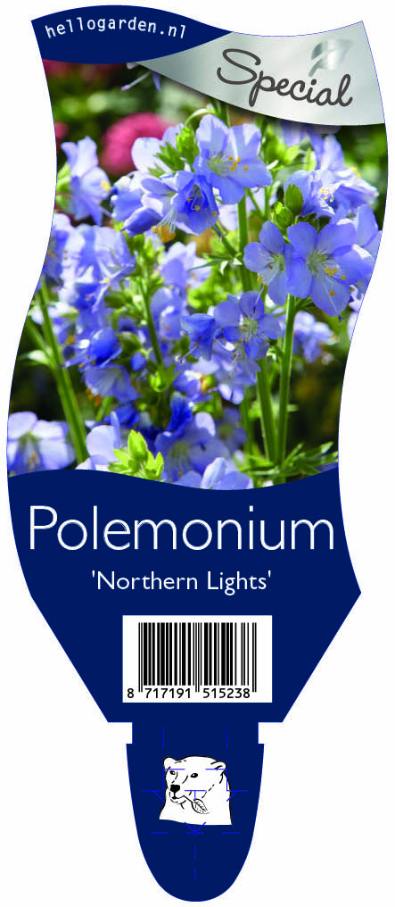 Polemonium 'Northern Lights' ; P11