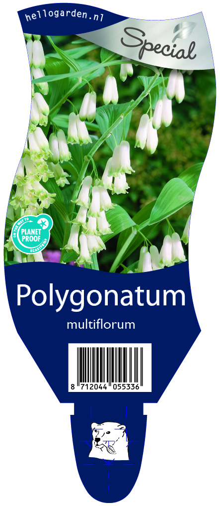 Polygonatum multiflorum ; P11