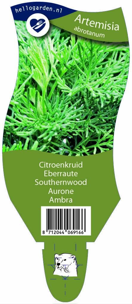 Artemisia abrotanum ; P11