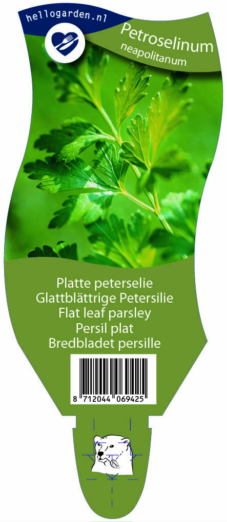 Petroselinum neapolitanum ; P11
