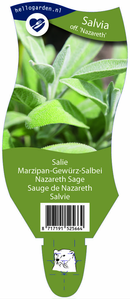 Salvia off. 'Nazareth' ; P11