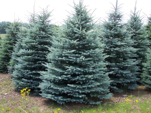 Abies Nobilis 175-200cm Kerstboom