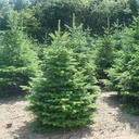 Abies Nordmanniana 175-200cm Blauw Kerstboom Gezaagd