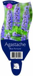Agastache 'Blue Fortune' ; P11