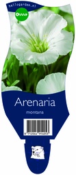 Arenaria montana ; P11