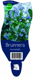 Brunnera macrophylla ; P11
