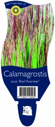 Calamagrostis acut. 'Karl Foerster' ; P11