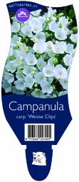 Campanula carp. 'Weisse Clips' ; P11