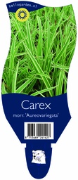 Carex morr. 'Aureovariegata' ; P11