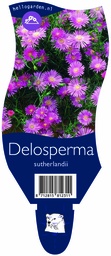 Delosperma sutherlandii ; P11