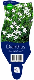 Dianthus delt. 'Albiflorus' ; P11