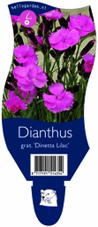 Dianthus grat. 'Dinetta Lilac' ; P11