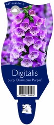 Digitalis purp. 'Dalmatian Purple' ; P11
