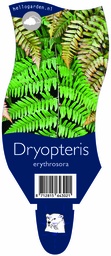 Dryopteris erythrosora ; P11