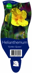 Helianthemum 'Golden Queen' ; P11