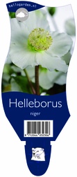Helleborus niger ; P11