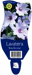 Lavatera 'Baby Barnsley' ; P11