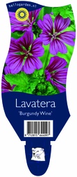 Lavatera 'Burgundy Wine' ; P11