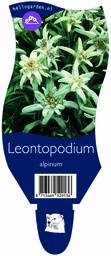Leontopodium alpinum ; P11