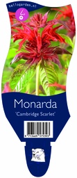 Monarda 'Cambridge Scarlet' ; P11