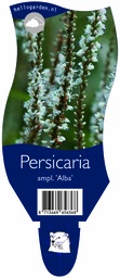 Persicaria ampl. 'Alba' ; P11