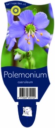 Polemonium caeruleum ; P11