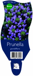 Prunella grandiflora ; P11