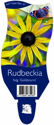 Rudbeckia fulg. 'Goldsturm' ; P11