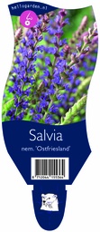 Salvia nem. 'Ostfriesland' ; P11