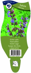 Salvia officinalis ; P11