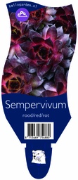 Sempervivum rood/red/rot ; P11