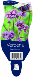 Verbena bonariensis ; P11
