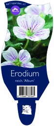 Erodium reich. 'Album' ; P11