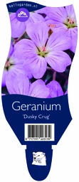 Geranium 'Dusky Crug' ; P11