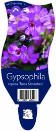 Gypsophila repens 'Rosa Schönheit' ; P11
