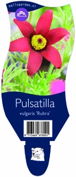 Pulsatilla vulgaris 'Rubra' ; P11